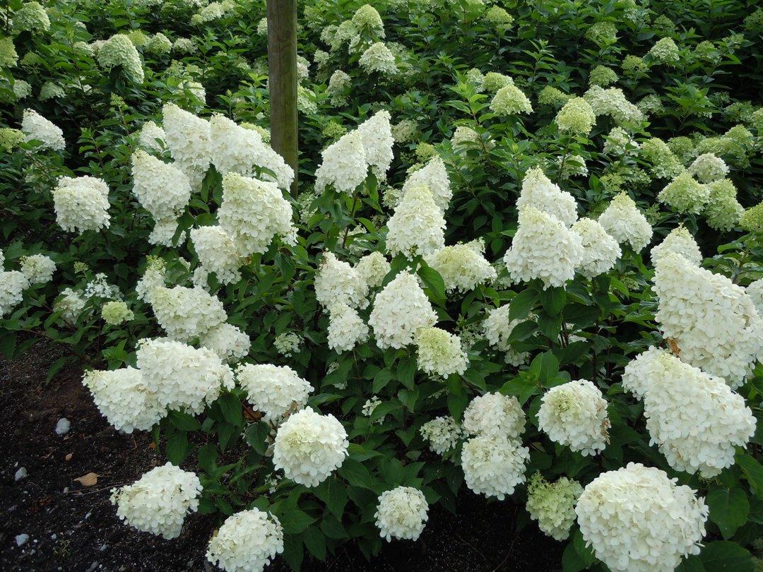 Hydrangea paniculata 'Polar Bear'